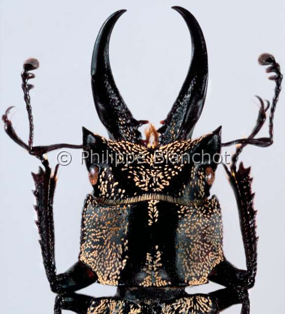 Auxicerus multicolor.JPG - Auxicerus multicolor (Portrait)LucaneStag beetleColeopteraLucanidaeBolivie